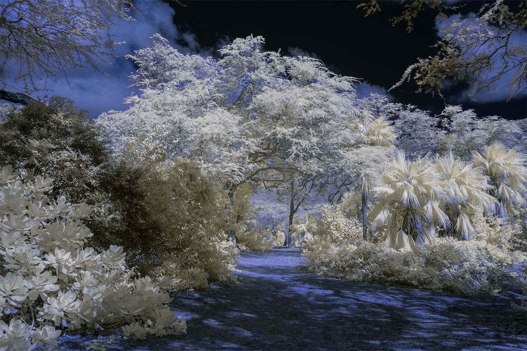 Moonside — pink cactus mass teal sky Hawaii