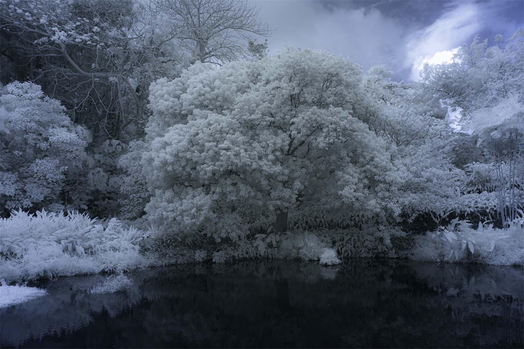 Moonside — banyan roots blue water white foliage
