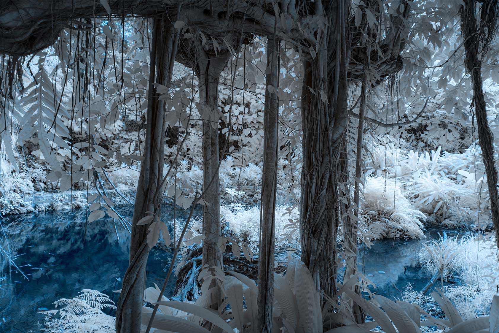 Moonside — white foliage garden path blue sky