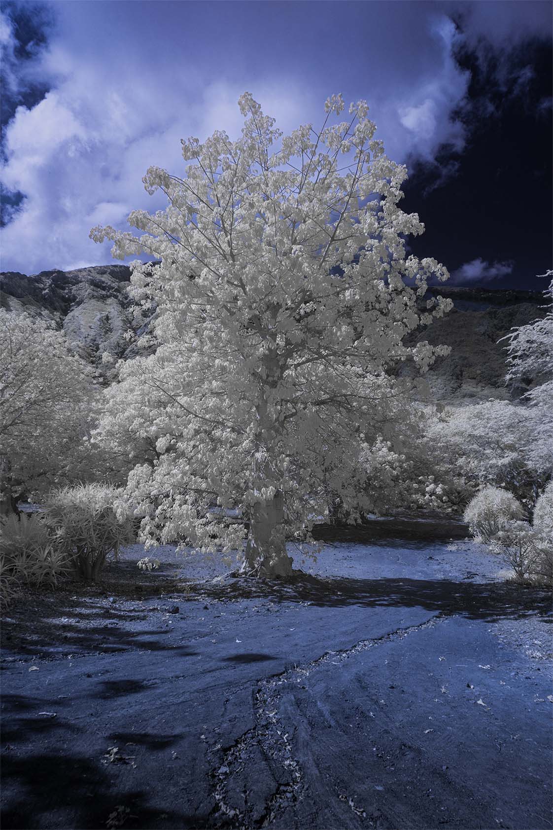 Moonside — white trees pond storm clouds reflection