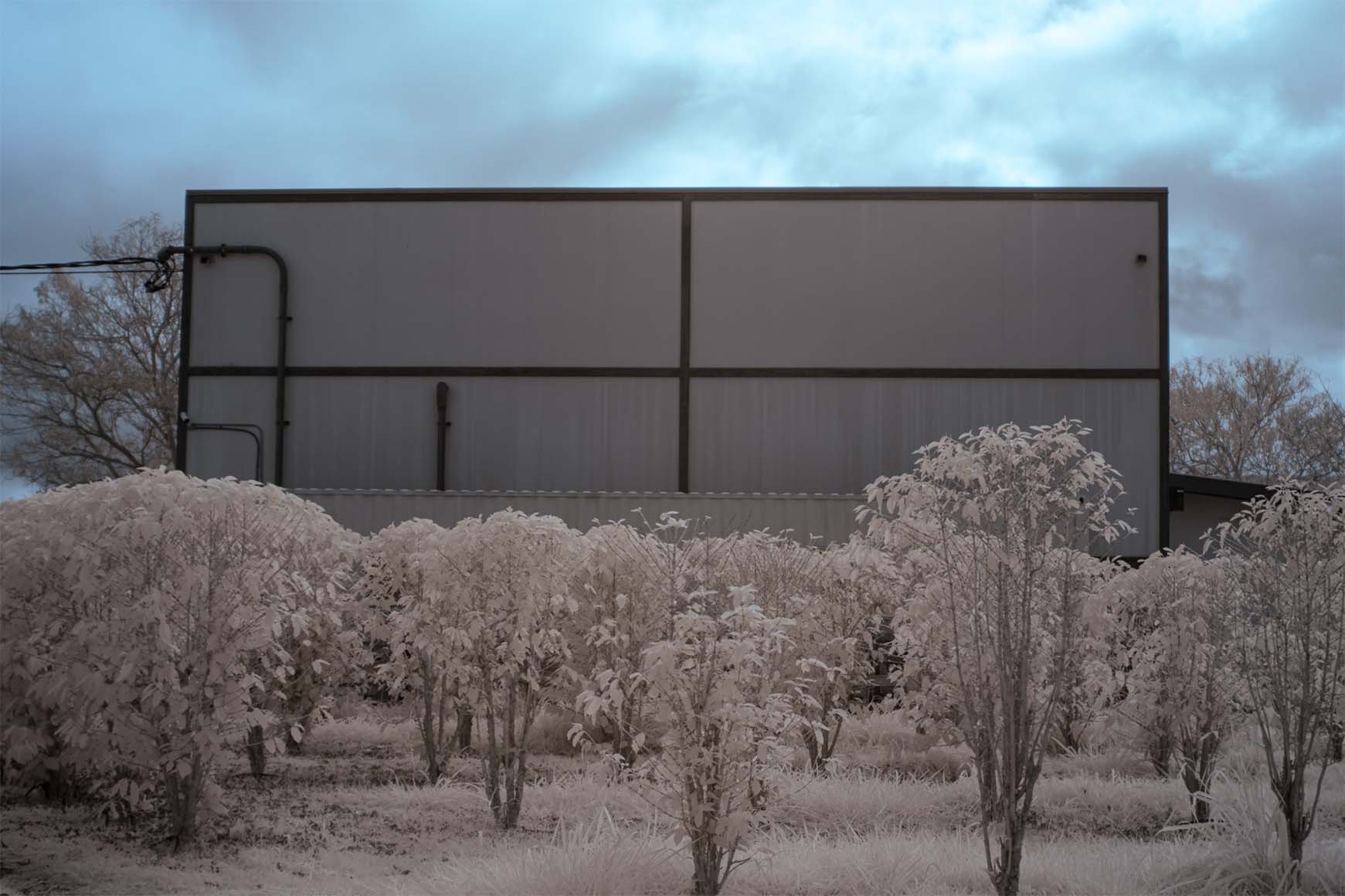 Moonside — weeping tree white foliage mountain cloud Hawaii