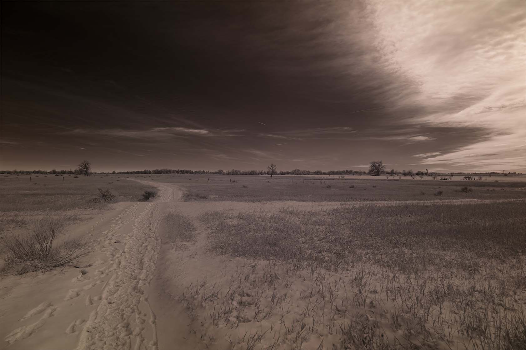 Moonside — white tree blue road Hawaii botanical garden