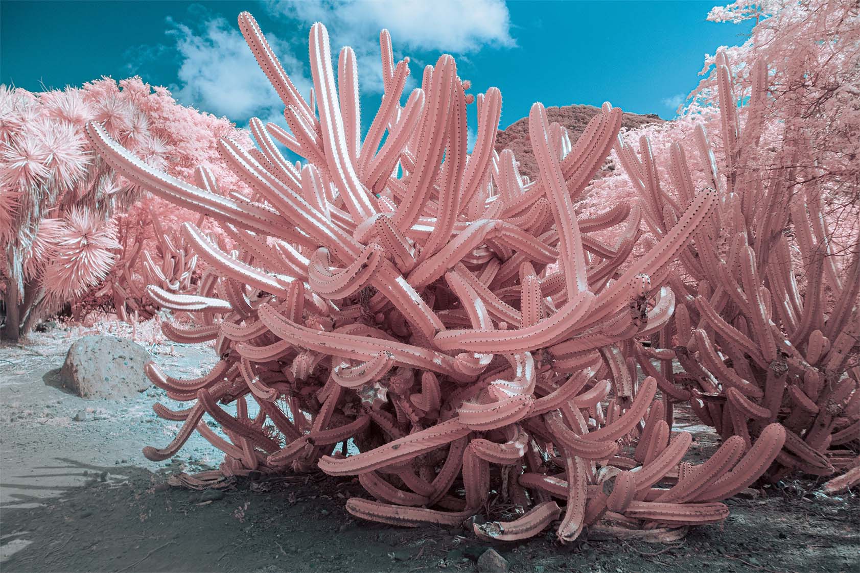 Moonside — infrared road Hawaii tropical forest