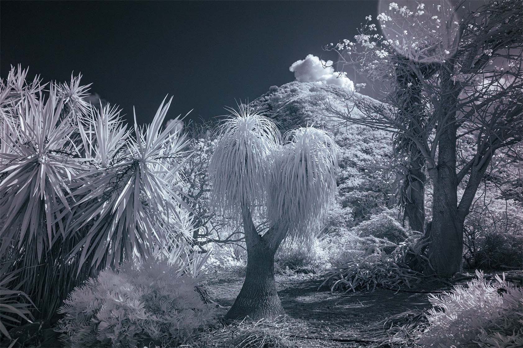 Moonside — Hawaii gravel road white trees infrared