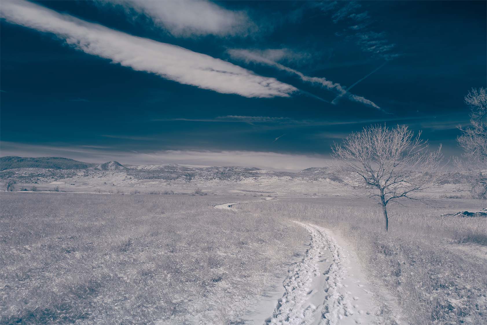 Moonside — snow footpath lone tree mountains blue Colorado