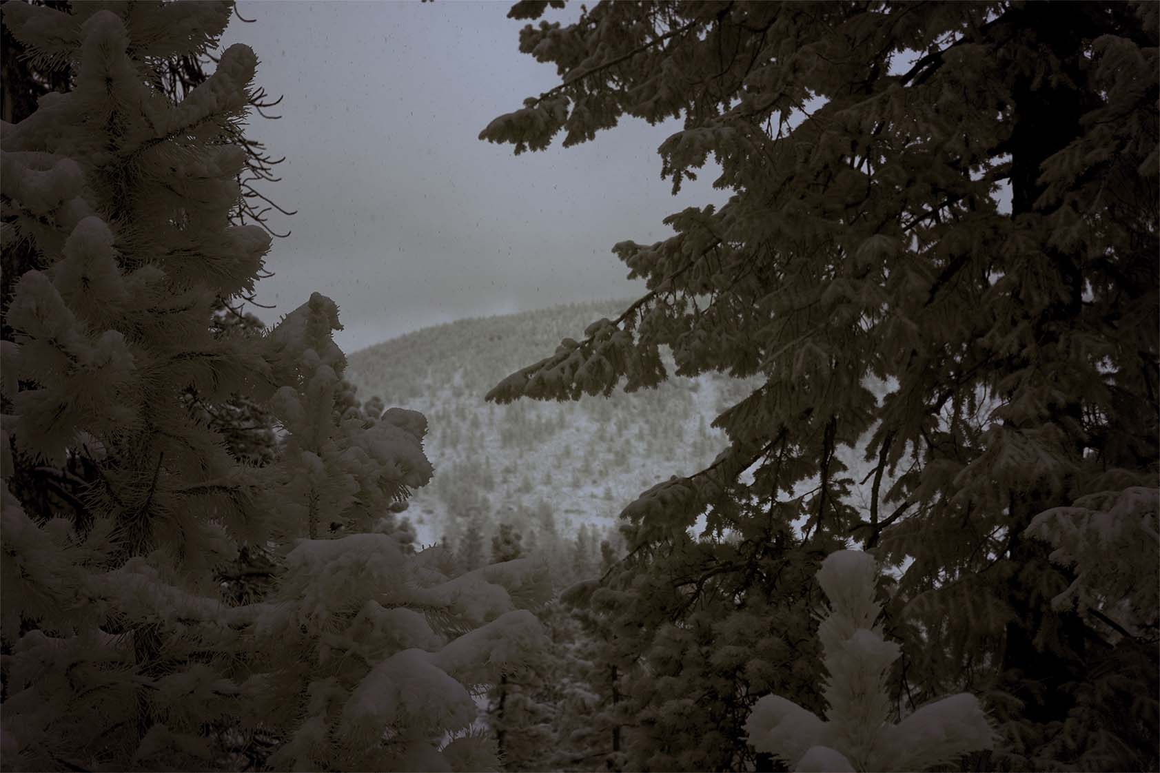 Moonside — snow-covered trees dark valley infrared Colorado