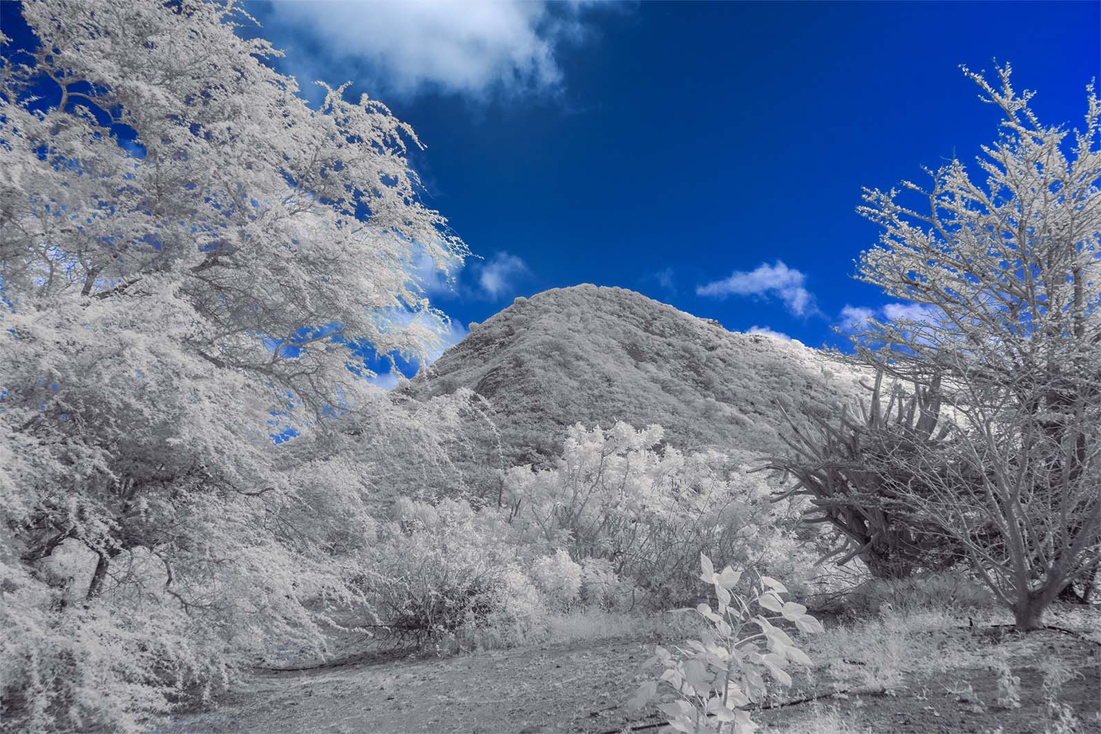 Moonside — white forest blue sky mountain peak Hawaii