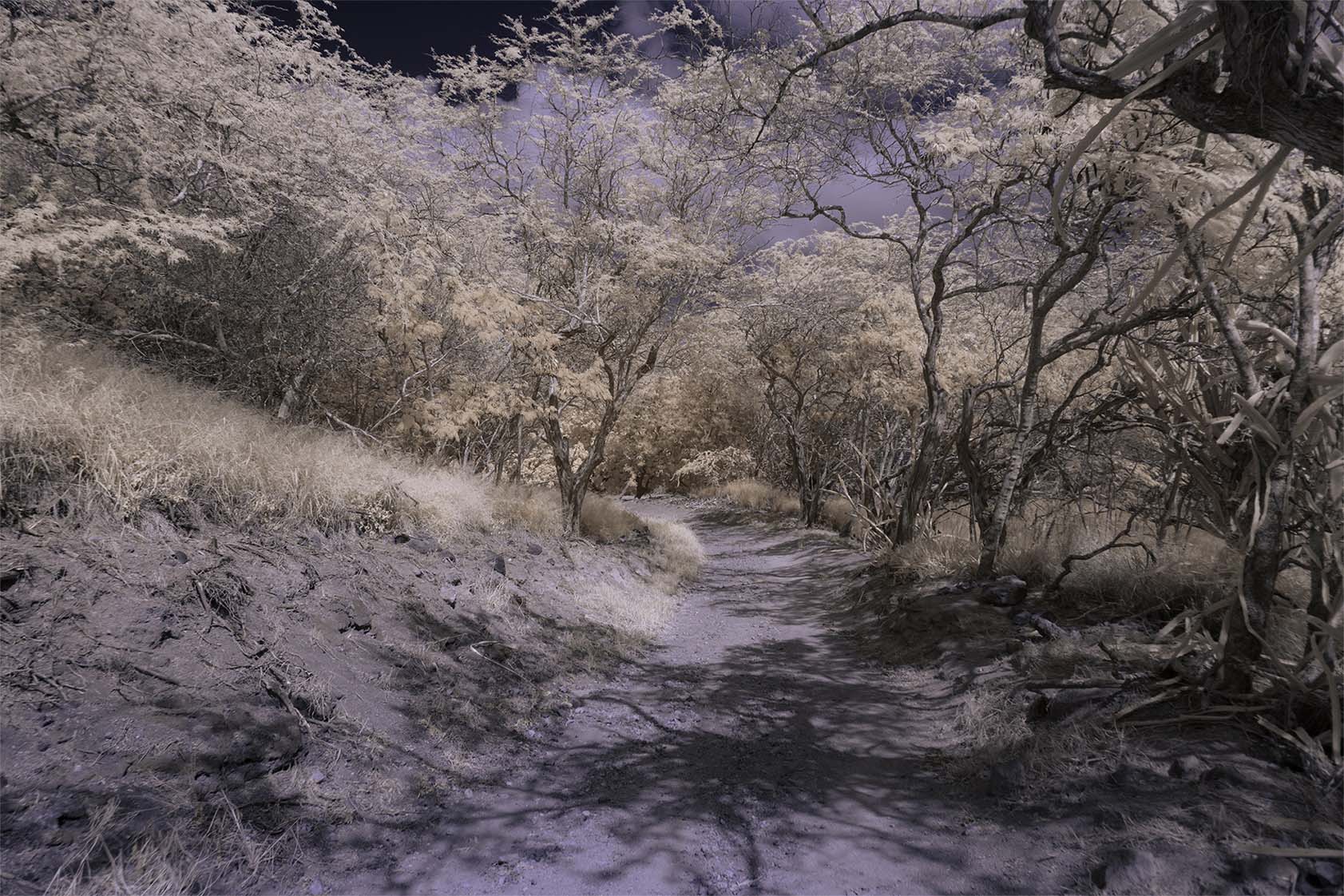 Moonside — golden white trees path dark sky Hawaii trail