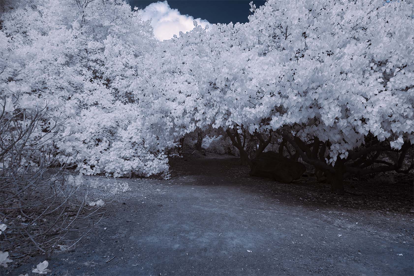 Moonside — white foliage tunnel dark path Hawaii moody