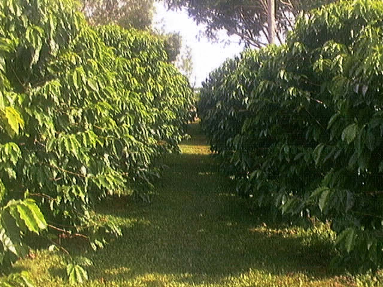 QuadraCam — purple pink gradient sky palm silhouette