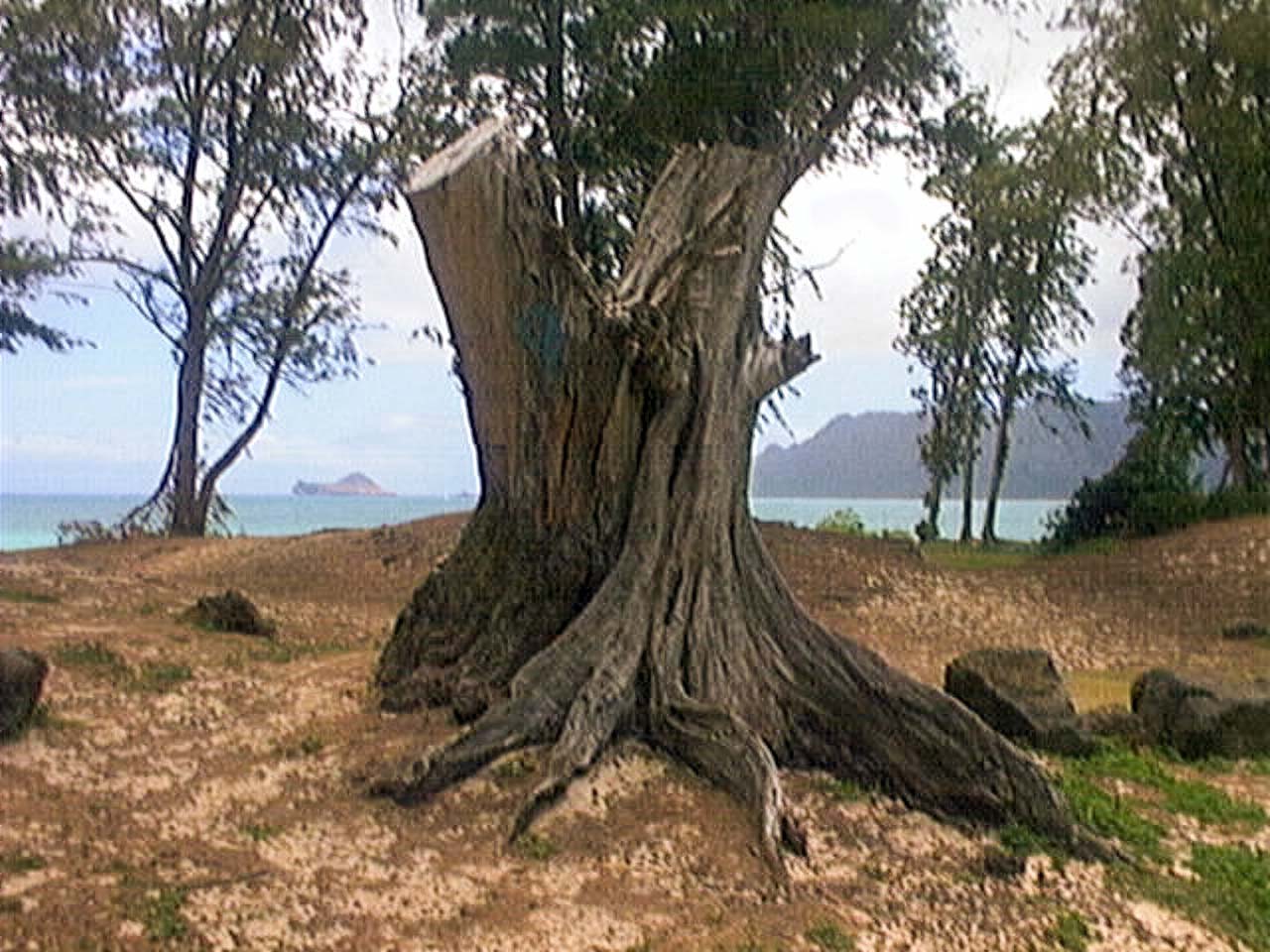 QuadraCam — conical green mountain desert plain