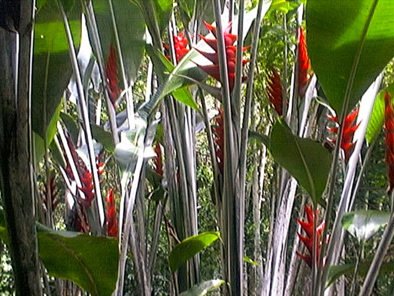 QuadraCam — heliconia red flowers tropical