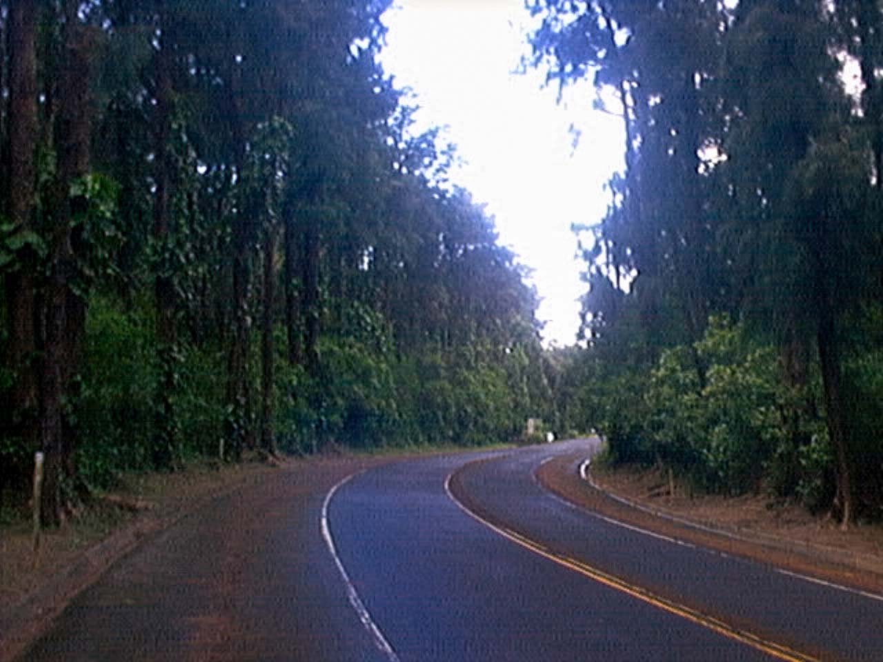 QuadraCam — winding forest road Hawaii jungle canopy