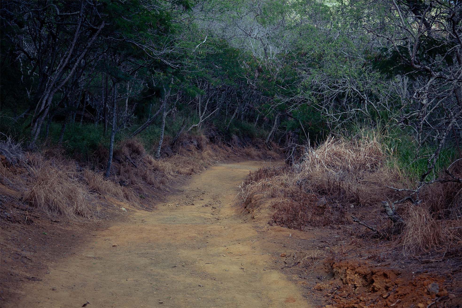 Summers — red dirt trail dark forest Hawaii dusk