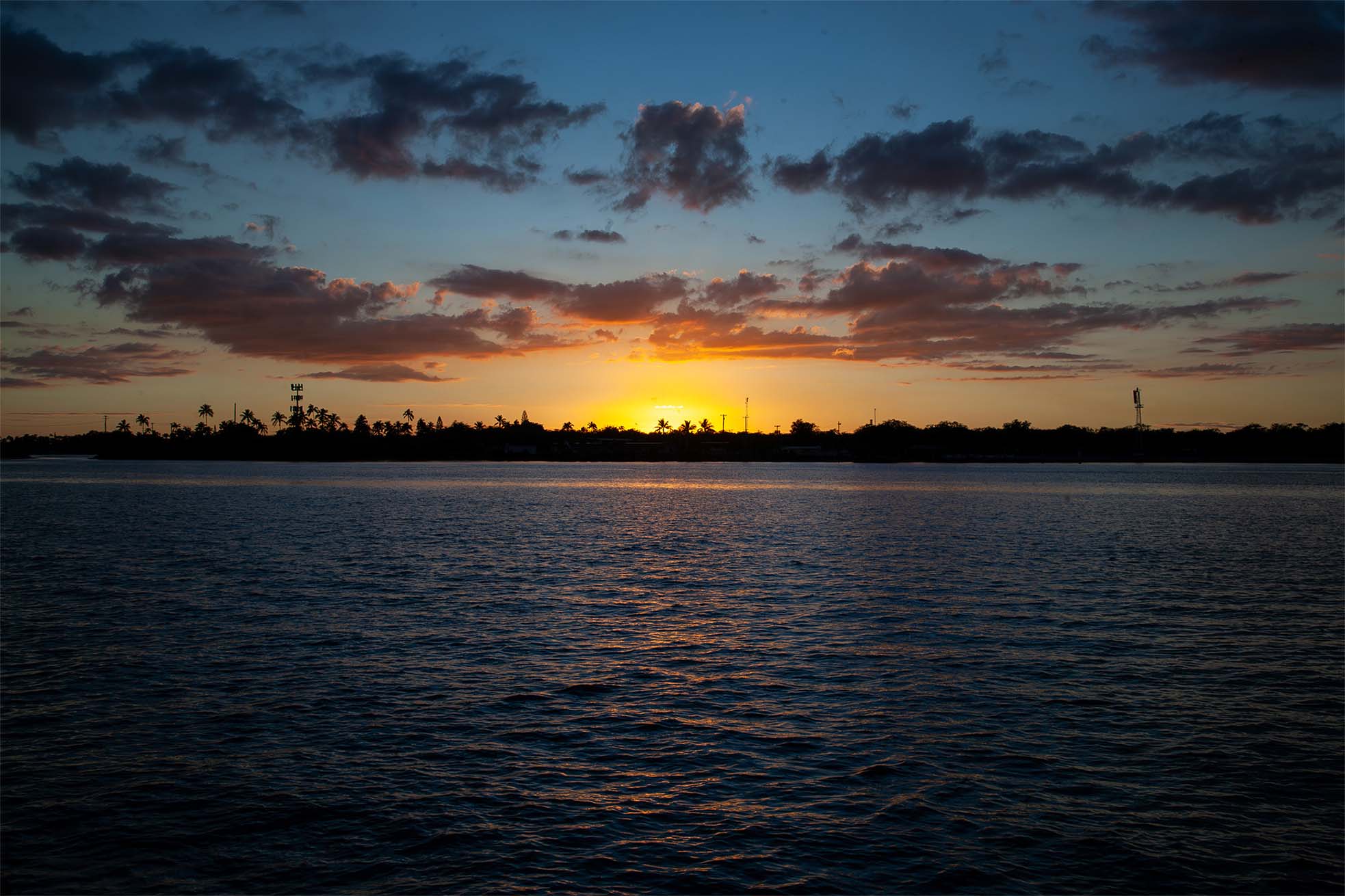 Summers — feral cat resting low angle green leaves