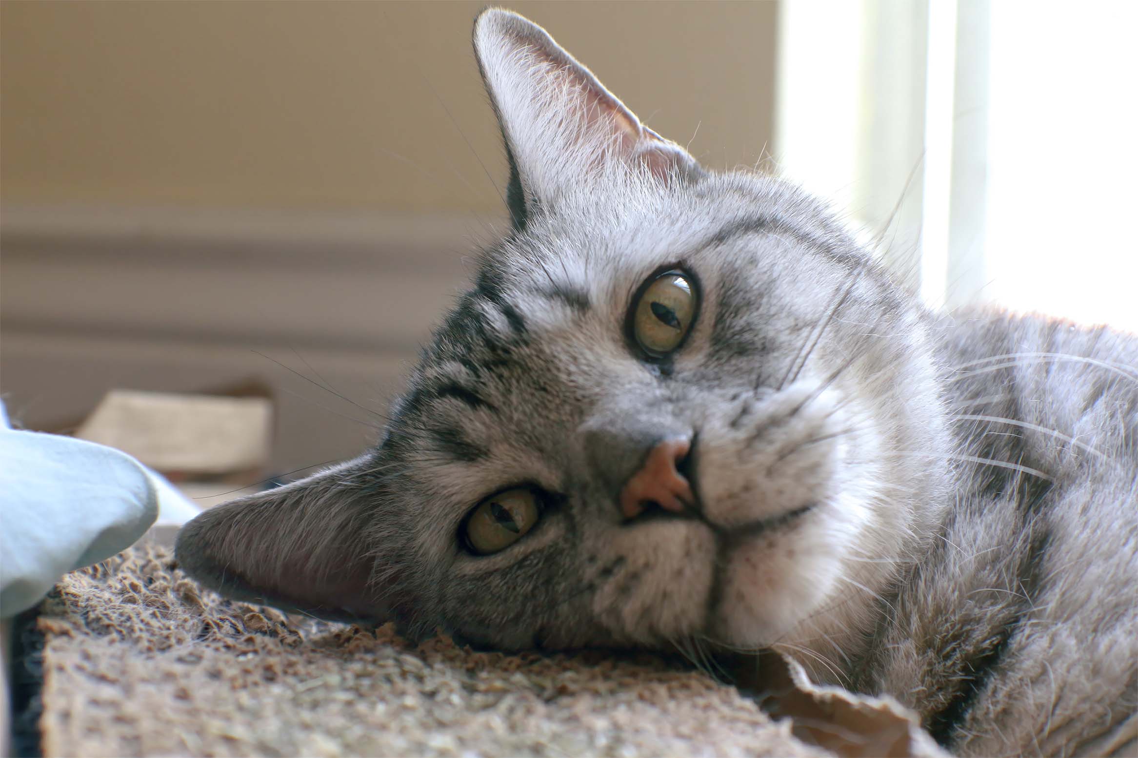 Summers — grey tabby cat sideways face close up